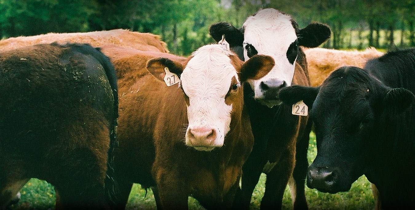 Rocky Glade Farm