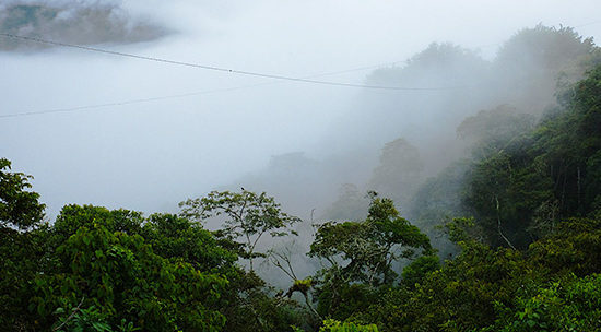 Coffee Farming in Coroico, Bolivia