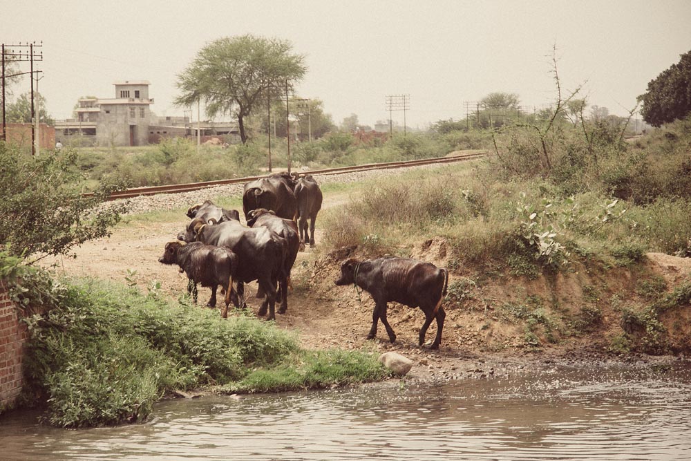 deepi-ahluwalia-punjab-india-9