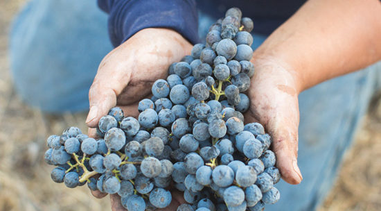 Harvest at Demetria Estate