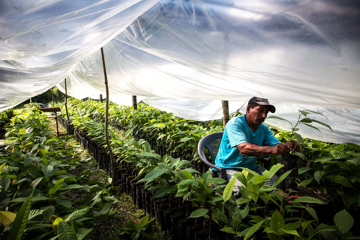 cacao-sourcing-parliament-chocolate-12