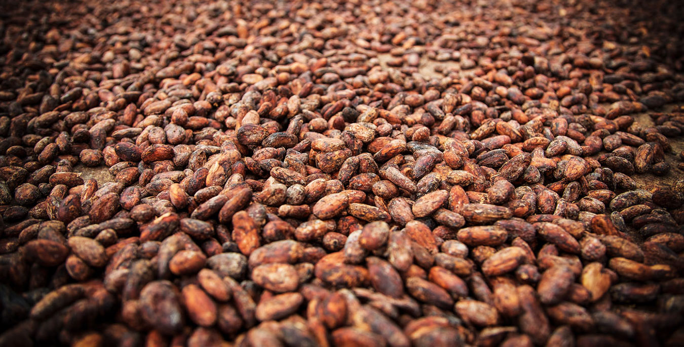 Cacao Sourcing: A First Hand Account