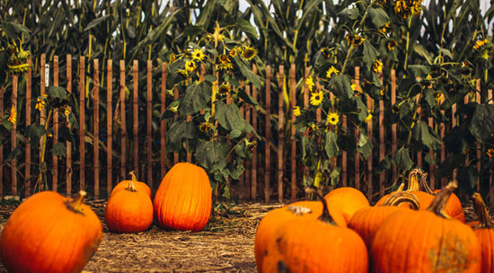 A Trip to the Pumpkin Patch