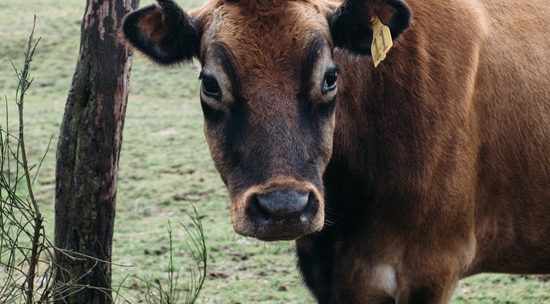 Kurt Timmermeister Dairy Farming Dream