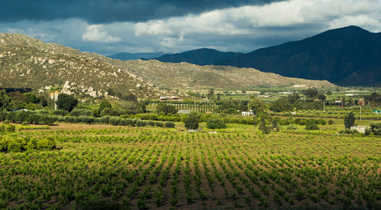 Decantos Vínícola: The Gravity of Wine