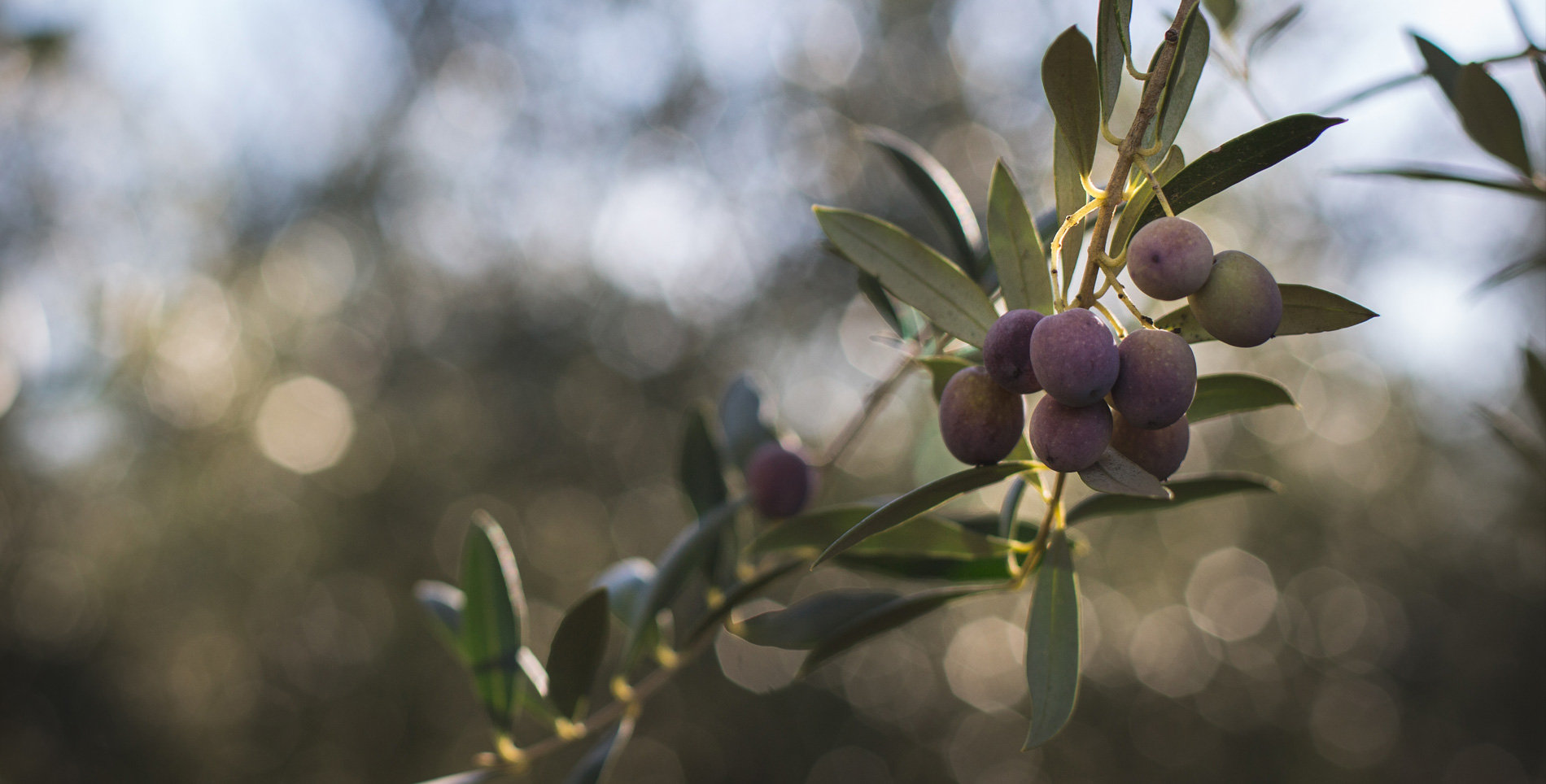 Local Fruit