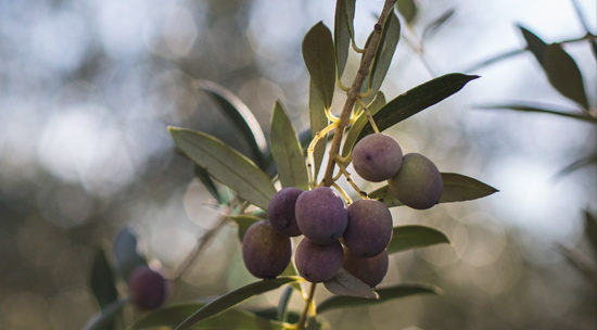 Local Fruit