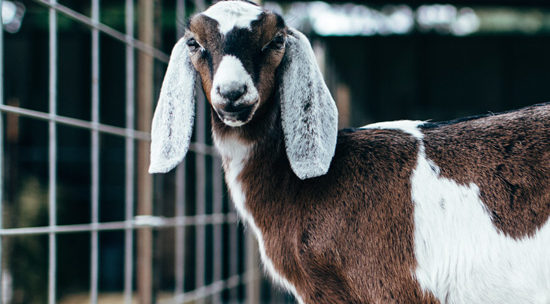 Sonoma County’s Redwood Hill Farm