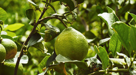 High Drama and Diverse Agriculture on Mount Etna