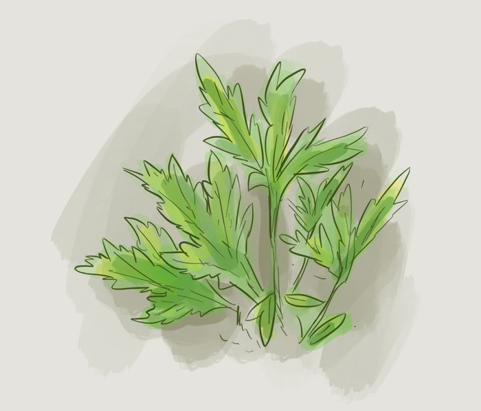 mugwort