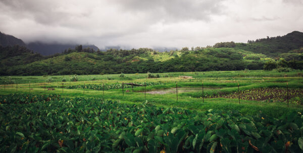 Taro: A Surprising Necessity for Climate Change