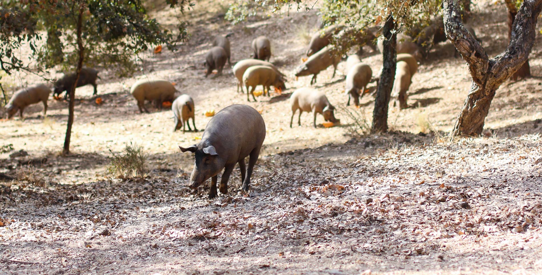 Defending the Dehesa