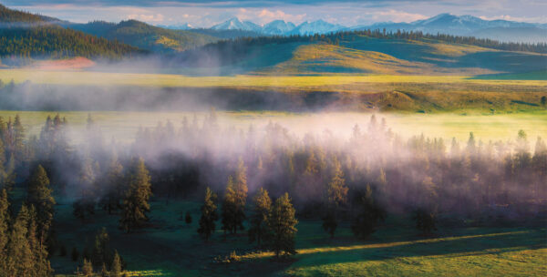 The Edible Landscape