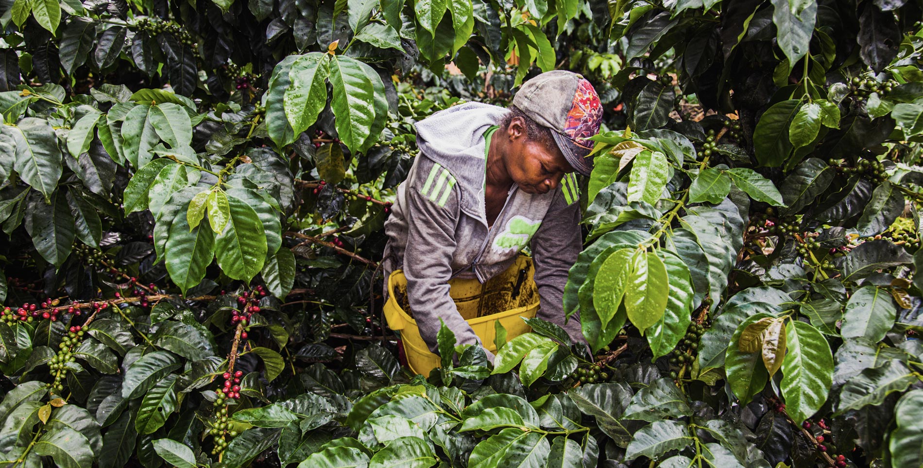 Before Coca, There Was Coffee