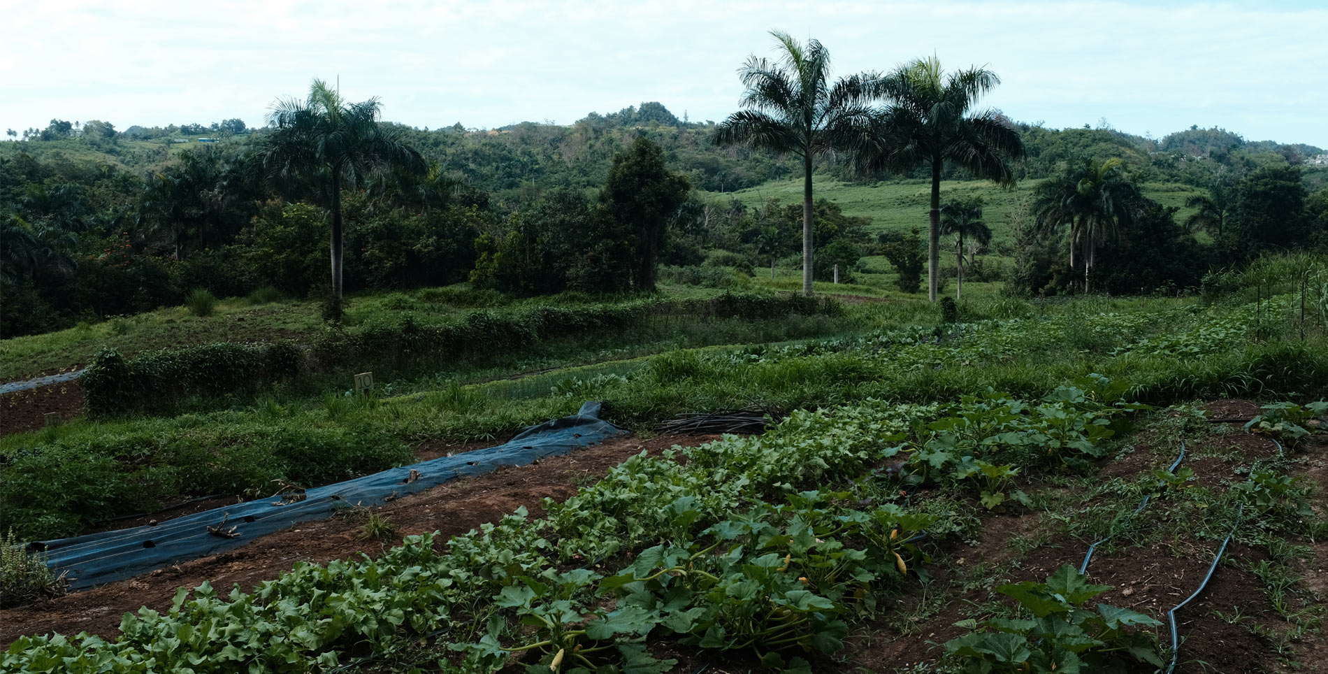 Puerto Rico’s Struggle for Agricultural Sovereignty