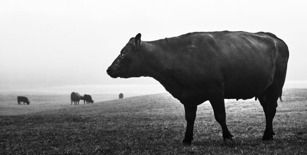 Argentina and the Problem of Feeding the Global Demand for Beef