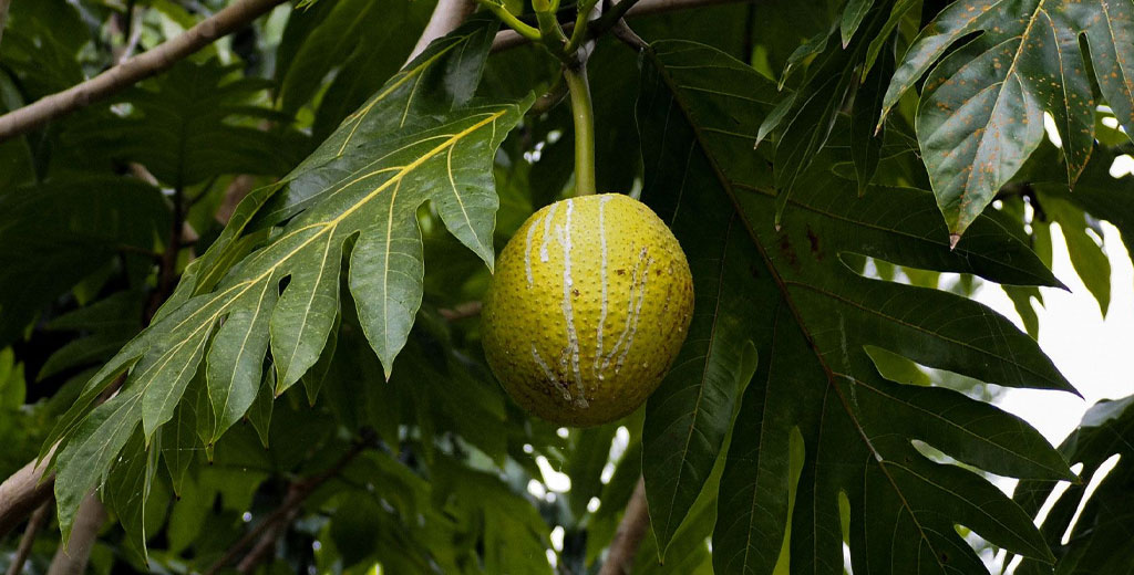 Can Breadfruit Help Solve Hawaii’s Reliance on the Mainland?