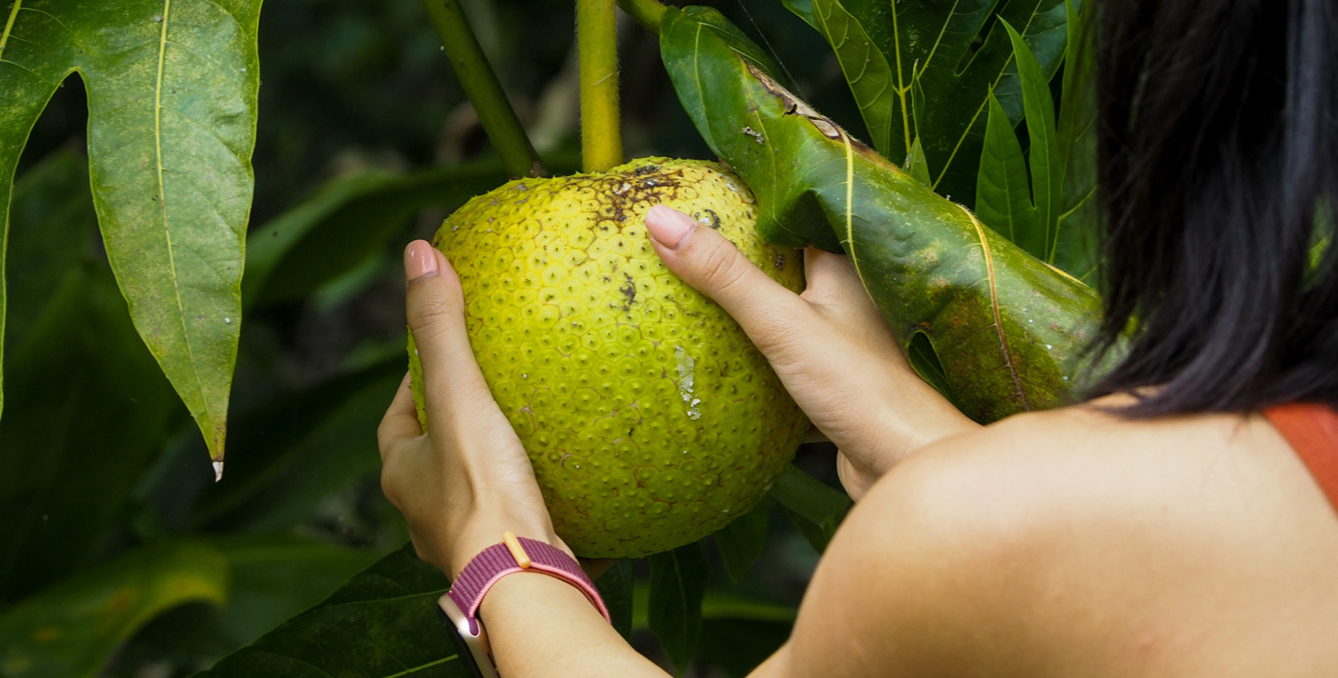 Can Breadfruit Help Solve Hawaii’s Reliance on the Mainland?