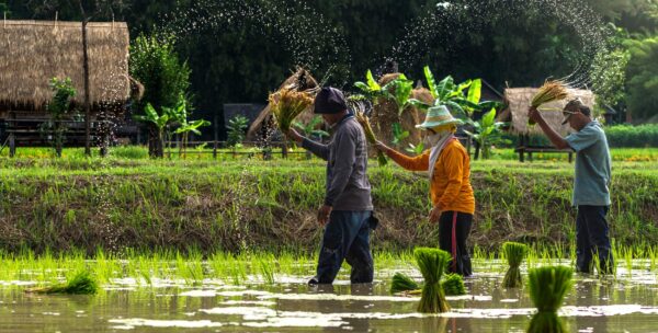 The Hidden Histories of Broken Rice