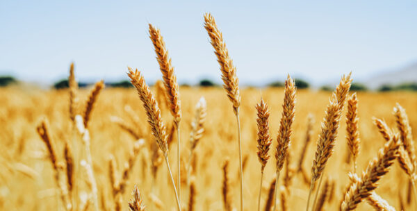 White Sonora Wheat Carries the Legacy of Native American Farming