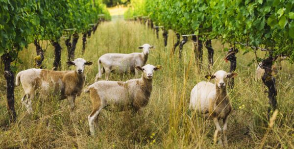 Grazing-Based Viticulture at Antiquum Farm