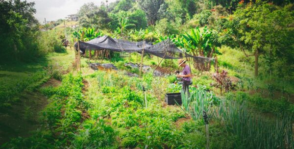 The Uphill Battle for Food Sovereignty in Puerto Rico