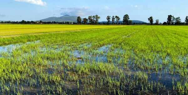 Historic Drought Threatens Future of Rice Farming in Italy